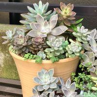 朧月,朧月,カリフォルニアサンセット,寄せ植え,癒しの画像