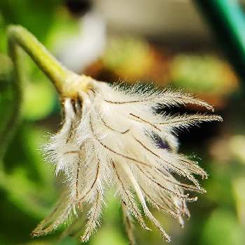 クレマチスの種 綿毛 の一覧 Greensnap グリーンスナップ