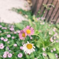 エリゲロン,ヒメイワダレソウ,ピンクの花,庭の花,お気に入りの画像