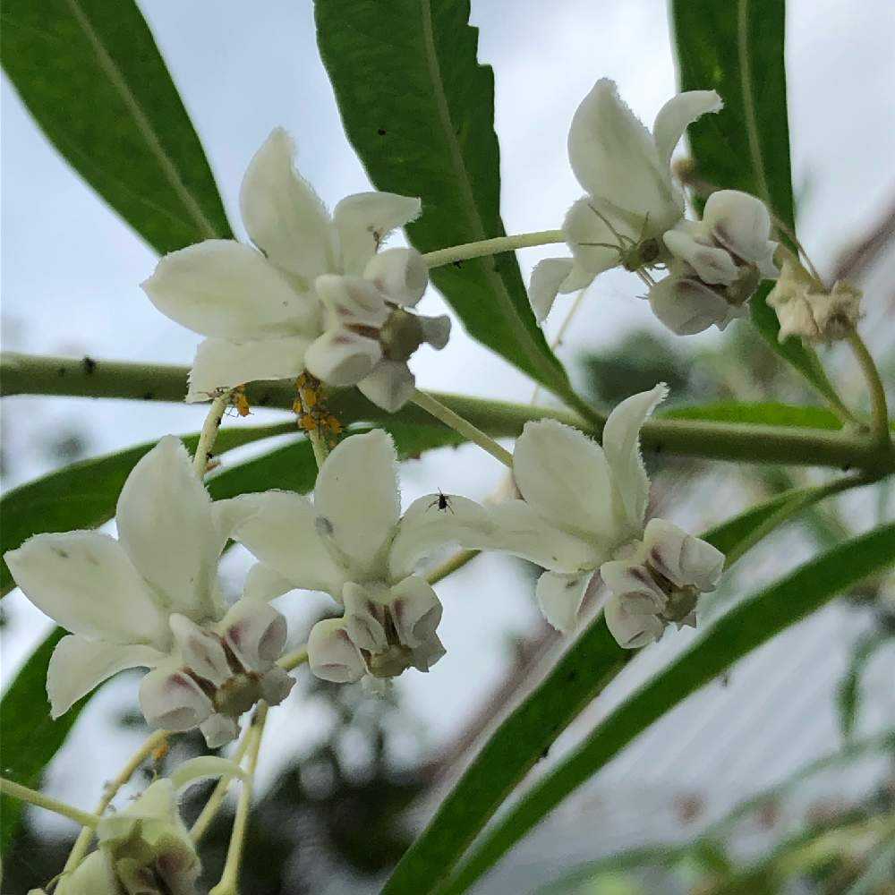 花の文化園22秋 Greensnap グリーンスナップ