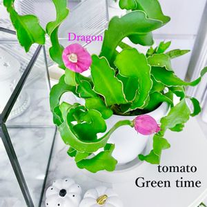 エビフィルム・グアテマレンシス,キッチンガーデン,コウモリラン部, コウモリラン ,ピンク❤︎ピンクの画像