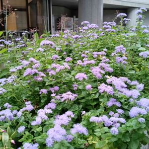 アゲラタム,鉢植え,散歩中,植栽,ムラサキの花の画像