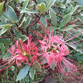 沈丁花,ヒガンバナ,今日のお花,小さな庭の画像