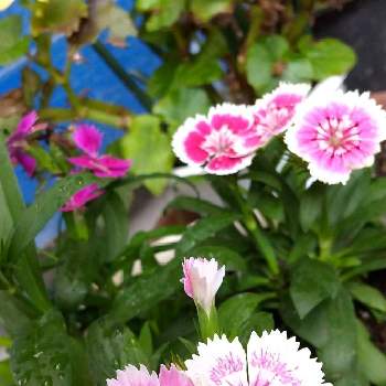 白とピンクの花の一覧 Greensnap グリーンスナップ