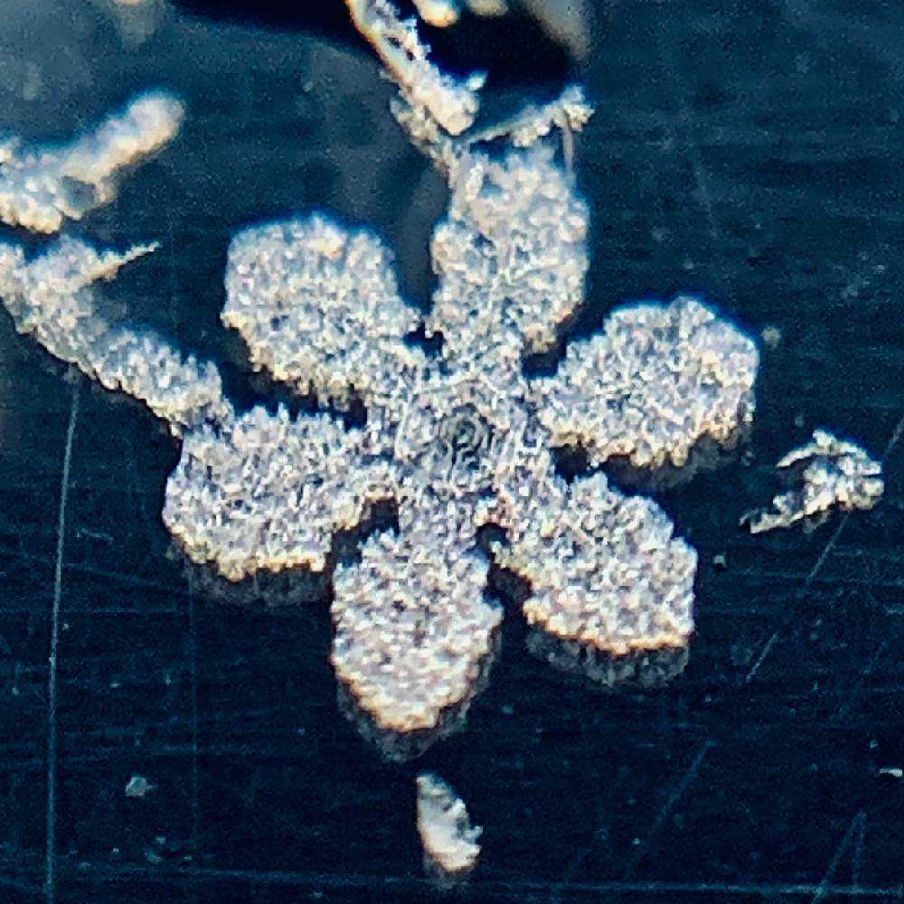 ティムホルツ 葉っぱ、雪結晶、蝶々、木カッティングダイ