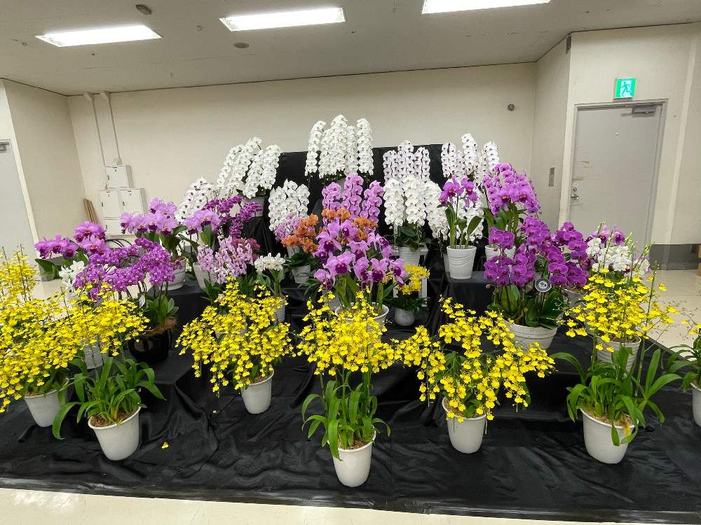 池袋 サンシャインシティ 秋のらん展 ボタニカルフェア22 Greensnap グリーンスナップ