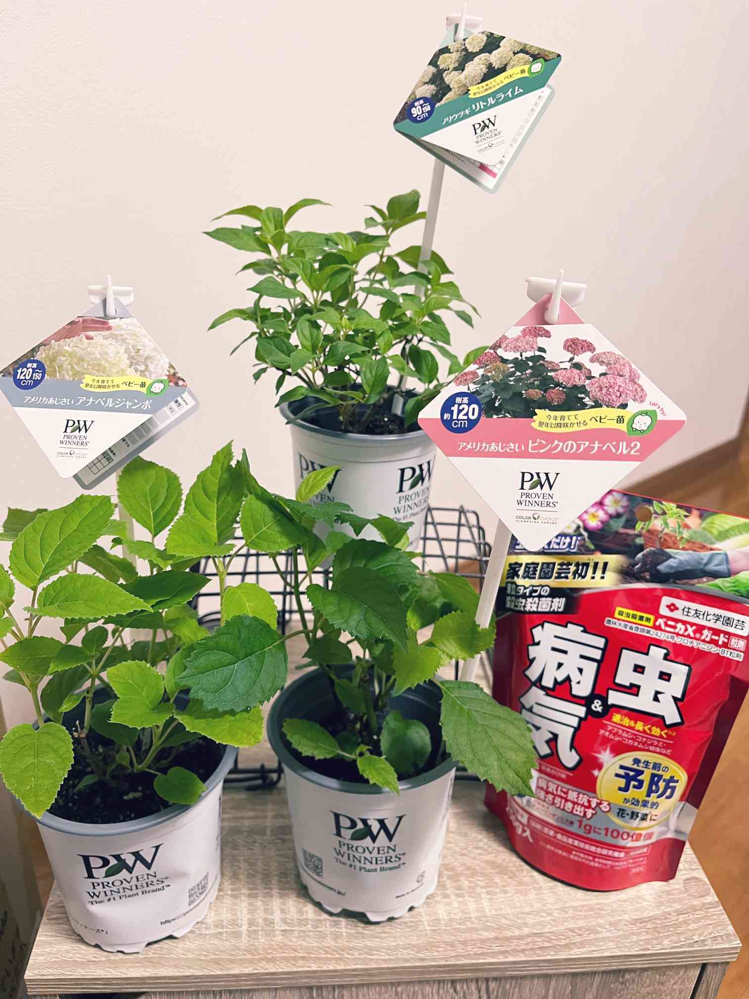 PWシュラブアンバサダー2022秋 成長記録②｜🍀GreenSnap