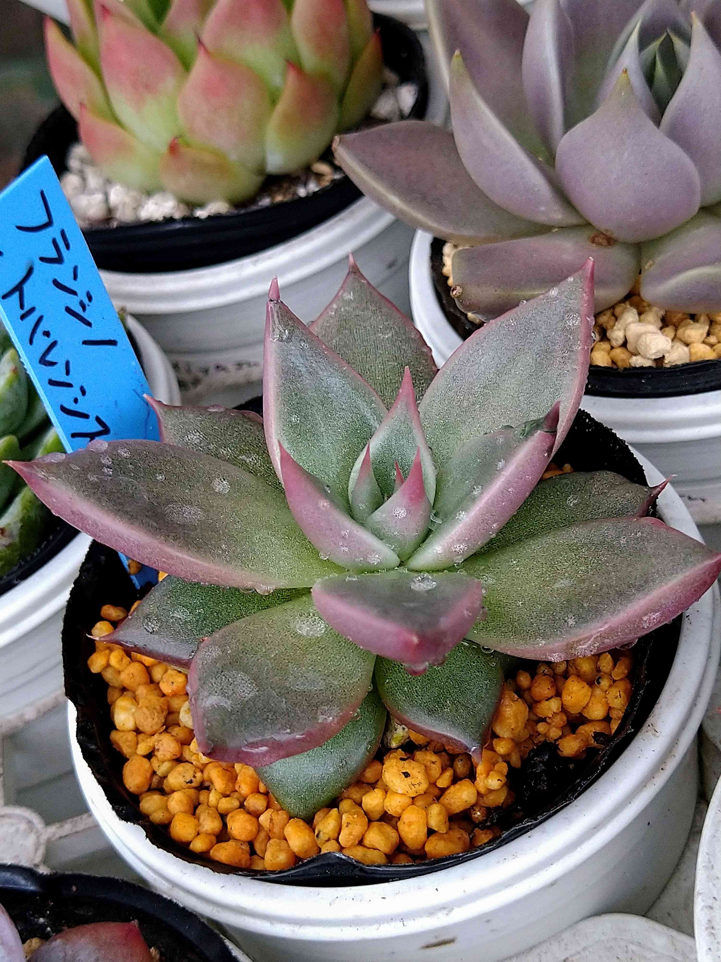 青札✳︎フランシノxトバレンシスかなり大きくなってます - 植物/観葉植物