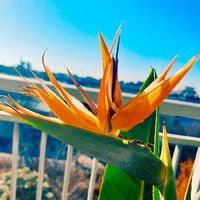 ストレリチア 極楽鳥花,ストレリチア,観葉植物,美人さん♡,tropical balconyの画像