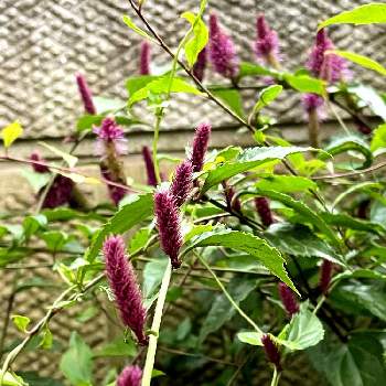 紫の花の投稿画像一覧 Greensnap グリーンスナップ