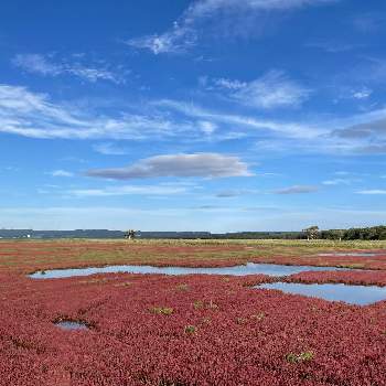 群生地の画像 by tamagopanさん | お出かけ先とサンゴソウと紅葉(こうよう)と湿地と群生地と青空とコラボシリーズとin北海道