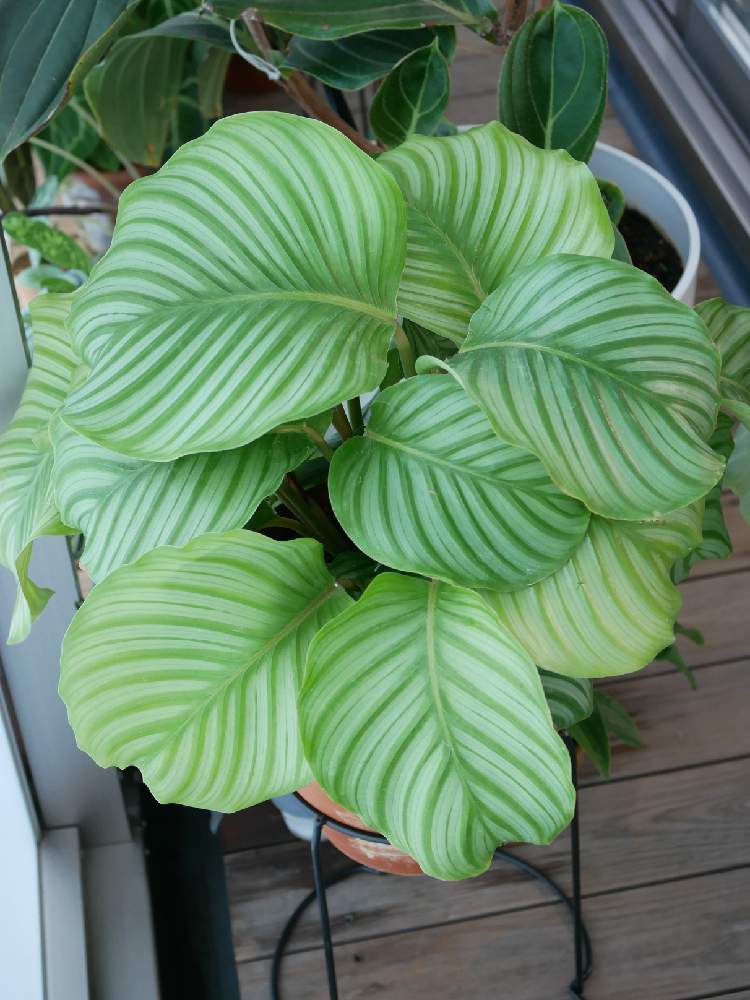 カラテア オルビフォリアの成長年10月 Greensnap グリーンスナップ カラテア オルビフォリアの成長年10月 Greensnap グリーンスナップ