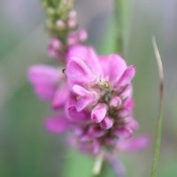 コマツナギ,山野草,ピンクの花,夏の花,マメ科の画像