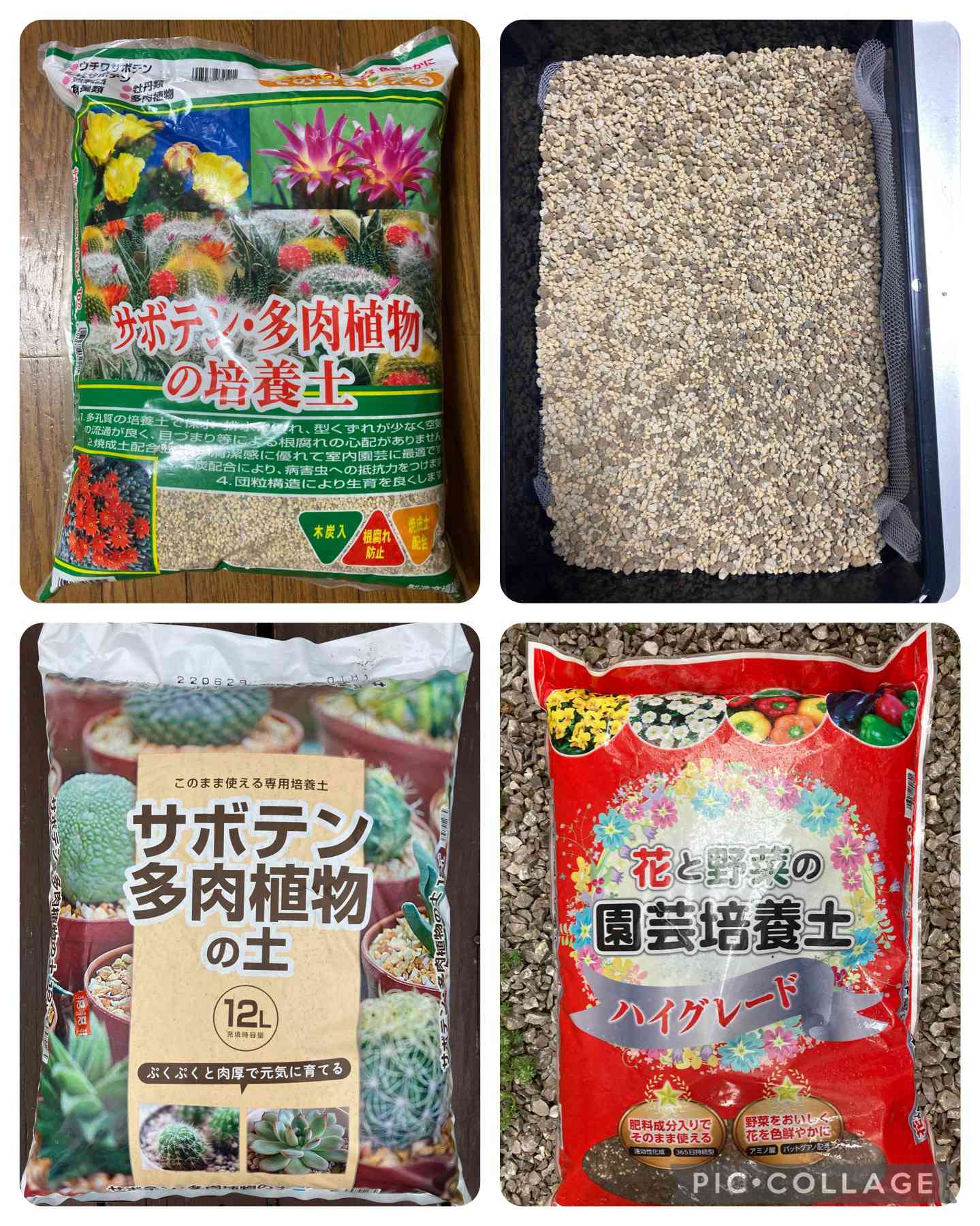 多肉植物の投稿画像 by はなずきんさん｜多肉の土とケーヨーD2とはな