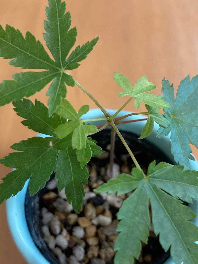 モミジの成長記録2｜🍀GreenSnap（グリーンスナップ）