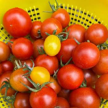 トマト,おうちde菜園,種から,スーパーのトマト,初心者の画像