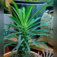 逆鱗竜,多肉植物,ユーフォルビア,多肉初心者,植物のある暮らしの画像