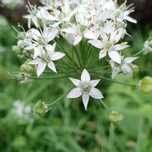 ニラ,可愛い,白い花,散歩中,植栽の画像