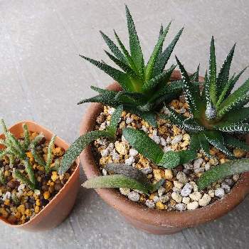 多肉植物 花サボテン 時光12 Oplungiphone Net