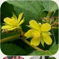 サツマイモ,モロヘイヤの花,キュウリ,ビニールハウス,苗からの画像