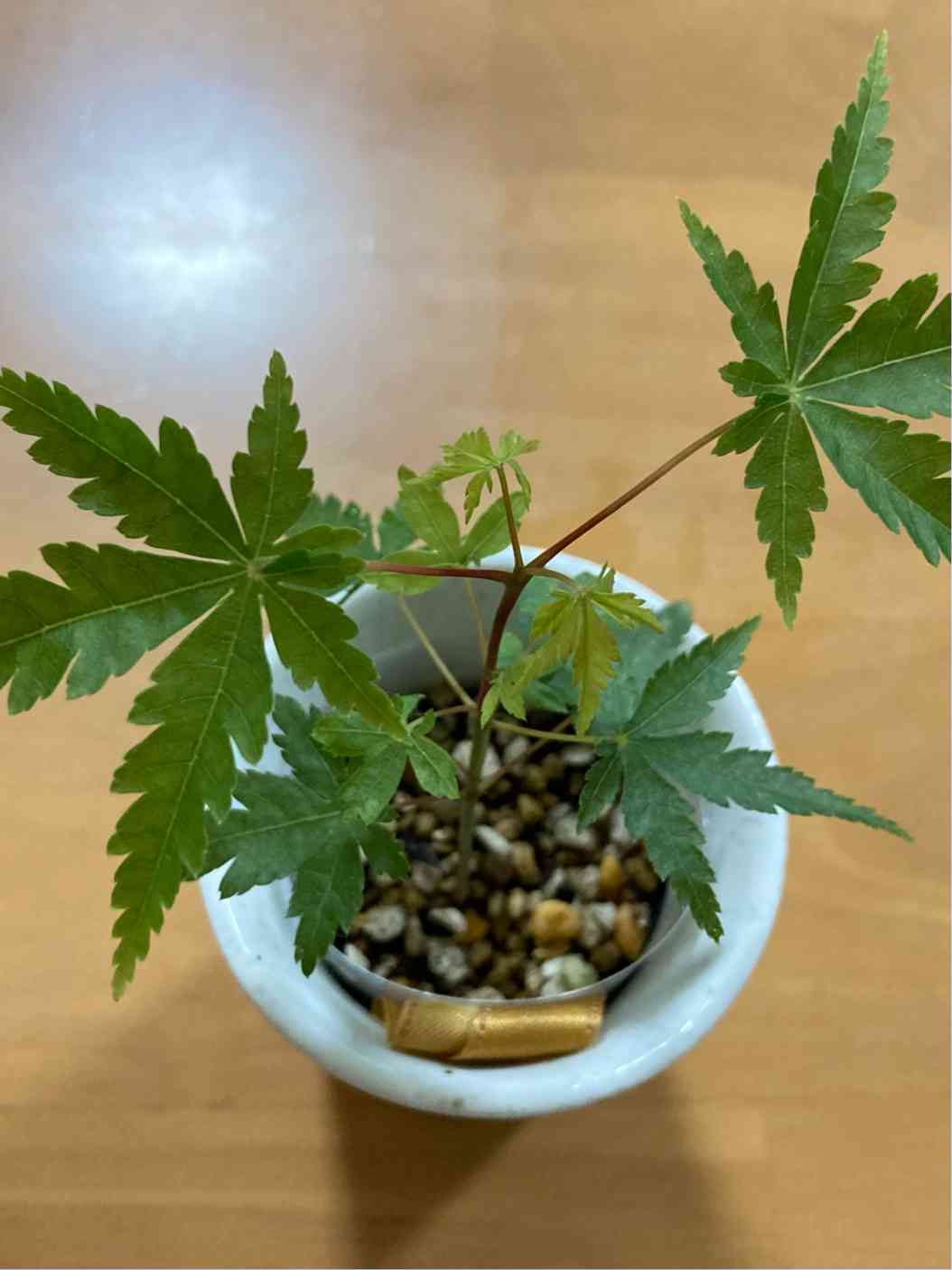 モミジの成長記録2｜🍀GreenSnap（グリーンスナップ）