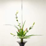 ヘリコニア アンドロメダの一覧 Greensnap グリーンスナップ