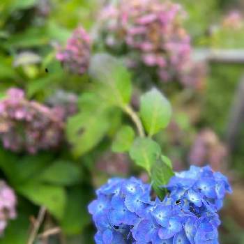 アジサイ,紫陽花,青いお花大好きファンクラブ,紫色,紫色の花の画像
