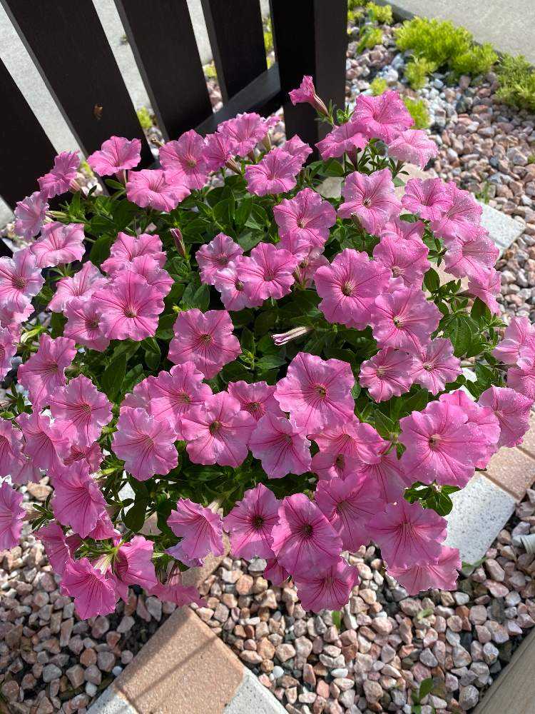 🌸PW花苗アンバサダー2022🌸開花記録🌸｜🍀GreenSnap（グリーンスナップ）