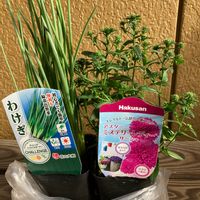 アスター,わけぎ,八重咲きアスターの画像