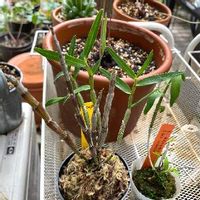セッコク,キバナノセッコク,せっこく(長生蘭),植物のある暮らし,グリーンのある暮らしの画像
