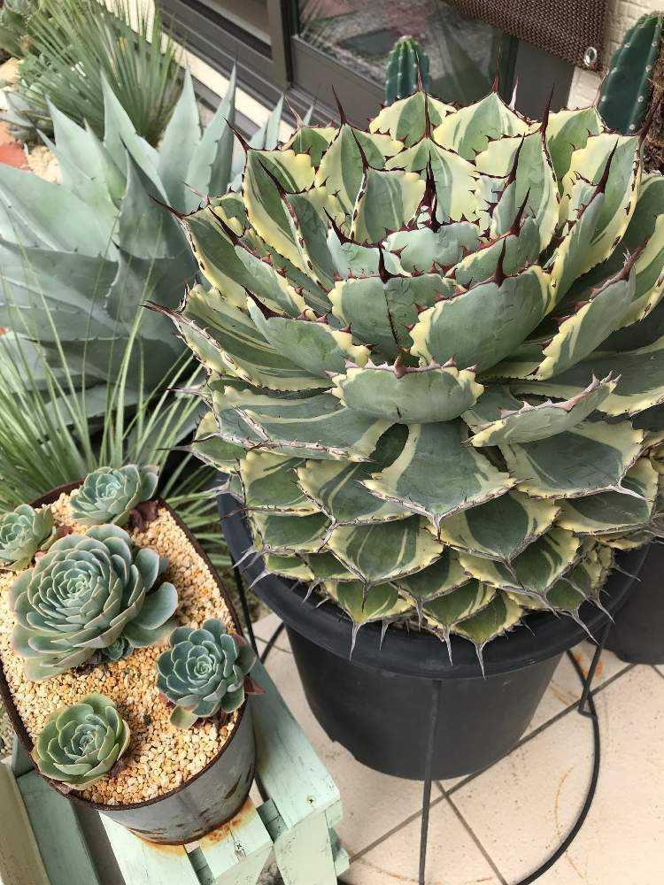 これが私のSODATEKATA〜アガベ編〜｜🍀GreenSnap（グリーンスナップ）