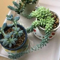 スペシャル限定セール セダム ヒメホシビジン ダシフィルム ビールポップ 多肉植物 インテリア 住まい 小物 インテリア小物 公式ストア Mtkc Lt