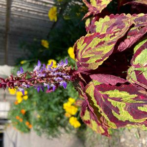 コリウス,バッタくん,公園,観葉植物,鉢植えの画像