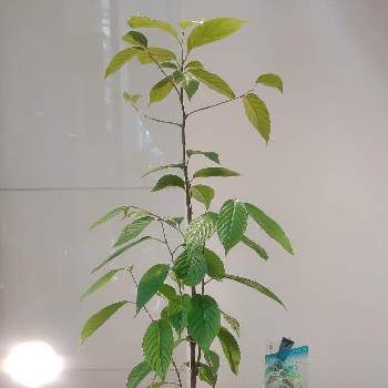 キクタニギク,十月桜,イロハモミジ,山茶花（サザンカ）,イチョウ(銀杏)の画像