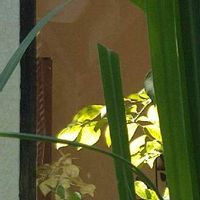 ブルーベリー,レモングラス,鳥(飾り)✢,夏から秋へ☆,ハーブの画像