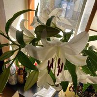 カサブランカの育て方 球根の植え方は 大きな花を咲かせるコツは Greensnap グリーンスナップ