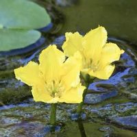 アサザ,花じゅんさい,準絶滅危惧種,黄色い花,水草の画像