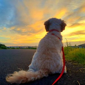 no green no life,夕焼け,秋の空,秋ですね♪,わんこ散歩の画像