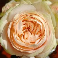 バラ アムールピンク,アムールピンク,ばら バラ 薔薇,バラのある暮らし,PinkRoseの画像