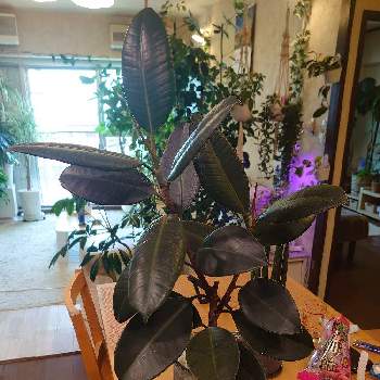 フィカス バーガンディ,黒ゴム,ハイドロカルチャー,植物用LED,我が家の植物紹介の画像