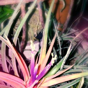 チランジア,シーディアナ,着生植物,開花,コロナ退散の画像