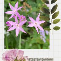 ツルバキア,花のある暮らし,iPhone撮影,癒される♡,世界平和の画像