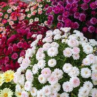 ボンザマーガレット,サントリーフラワーズ♥️,ガーデニング,花と生きるサントリー,サンフラアンバサダー2022の画像
