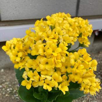 花のある暮らし,植中毒,モニター当選,雪国,GS映えの画像