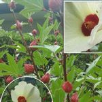 ベニアオイの一覧 Greensnap グリーンスナップ
