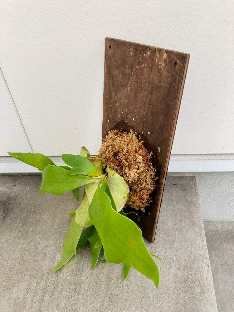 100均材料でビカクシダの板付け！やってみた｜🍀GreenSnap（グリーン 