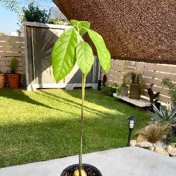 アボカド,生命力感じる,観葉植物,癒し,徒長の画像
