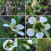 レモンティーツリー,小さな庭の画像