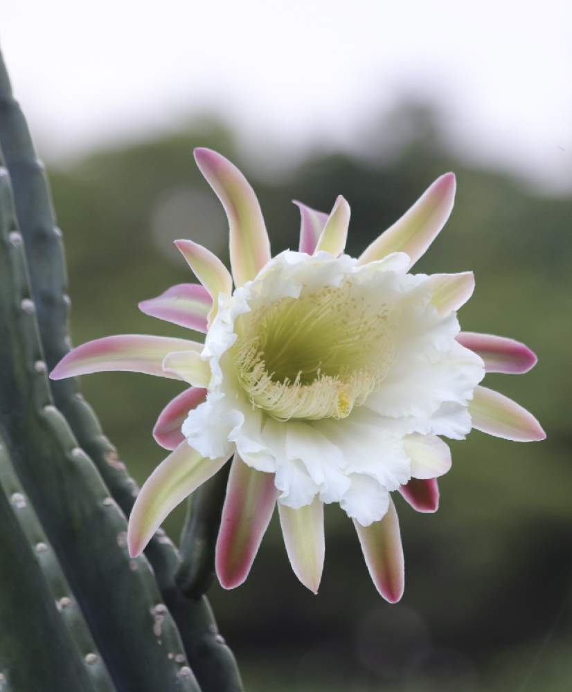 柱サボテンの投稿画像 By ピーモモさん ヤンバルと沖縄と白いお花と白い水曜日 と花のある暮らしと白い花マニアとお出かけ先とサボテン科とヤンバルと沖縄と 白いお花と白い水曜日 と花のある暮らしと白い花マニアとサボテン科 22月9月28日 Greensnap グリーン