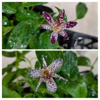 ホトトギス,紫色の花,お出かけ先の画像